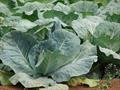 Ornamental Cabbage, Red Cabbage, Savoy Cabbage